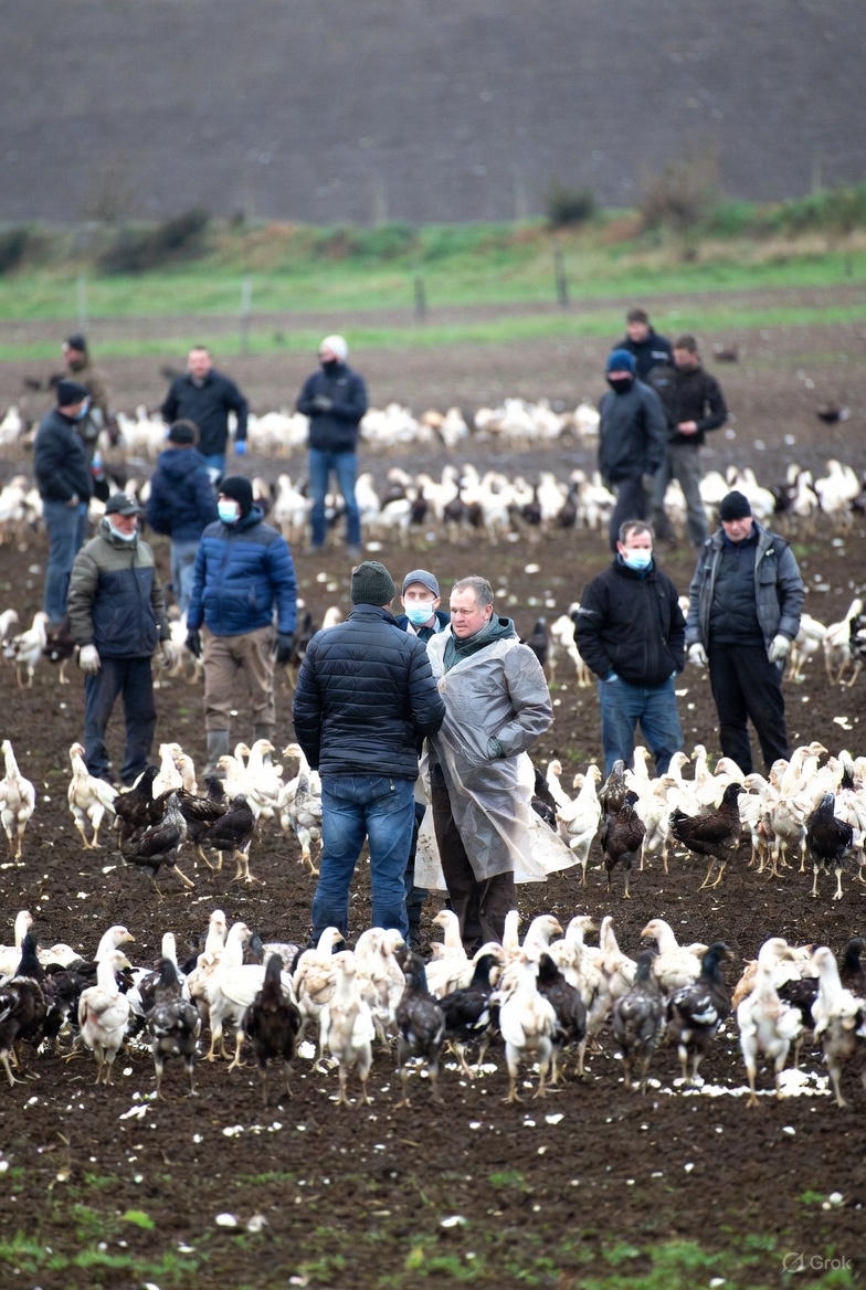 UK Bird Flu Outbreak Could Be the Most Severe Yet, Warns Expert